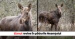 Un nou pas pentru biodiversitate elanul specie disparuta reintrodus in padurile Neamtului