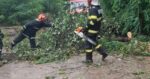 Vantul puternic cauzeaza primele probleme in Neamt Copaci doborati de vant in Piatra Neamt