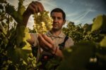 10 ani de Must de la Jidvei povestea unui proiect care a apropiat vinul din Valea Tarnavelor de oameni