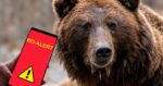 Mesaje RO ALERT dupa ce au fost observati ursi in comunele Bodesti si Girov