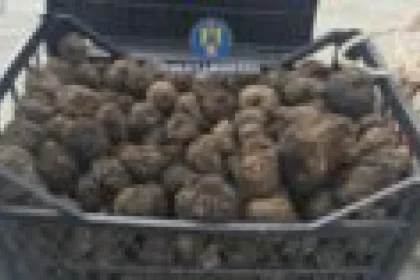 Trei kilograme de trufe confiscate de polițiști la Tazlău