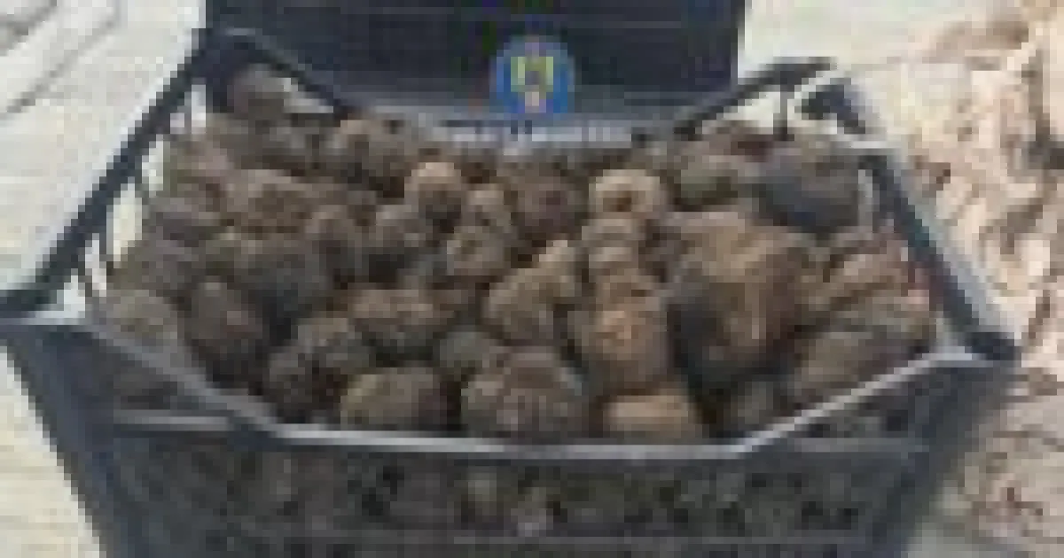 Trei kilograme de trufe confiscate de polițiști la Tazlău